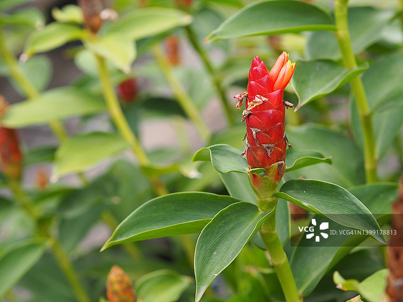 螺旋姜，姜科植物红色花朵绿色叶子，园艺自然背景图片素材
