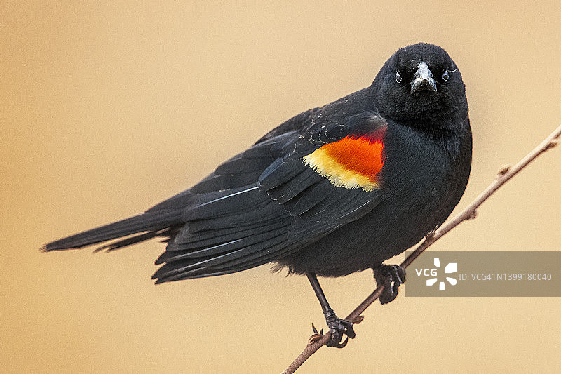宾夕法尼亚州红翅黑鹂在金色背景下的醒目凝视图片素材