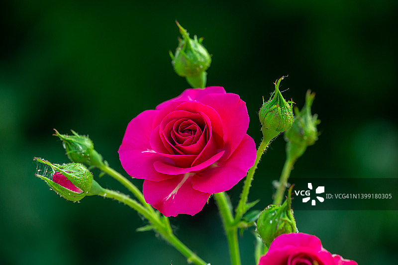 阳光明媚的夏日里粉色玫瑰花的微距摄影图片素材