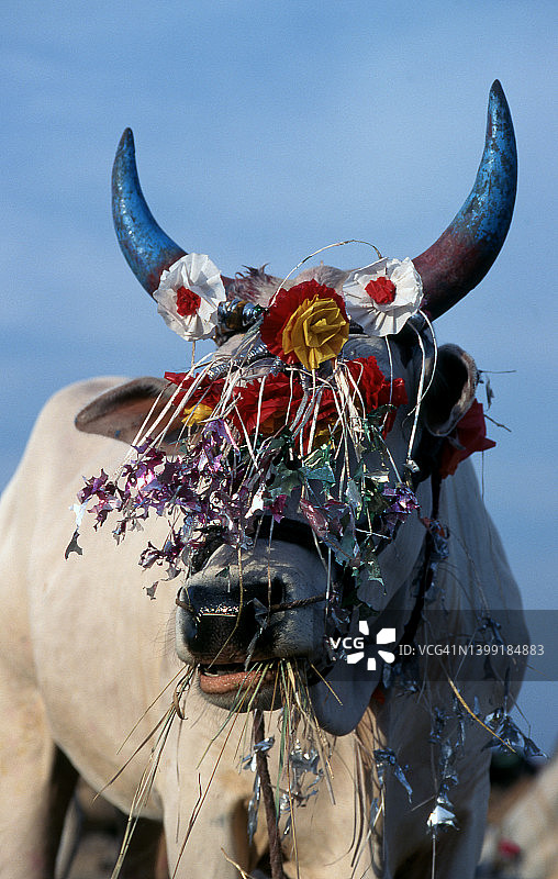 装饰的公牛（印度）图片素材