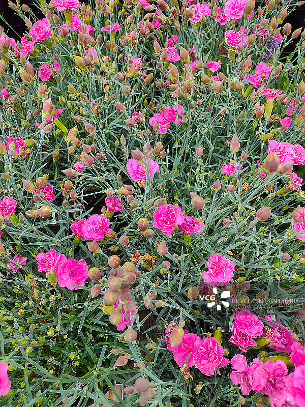 重瓣荷包石竹图片素材