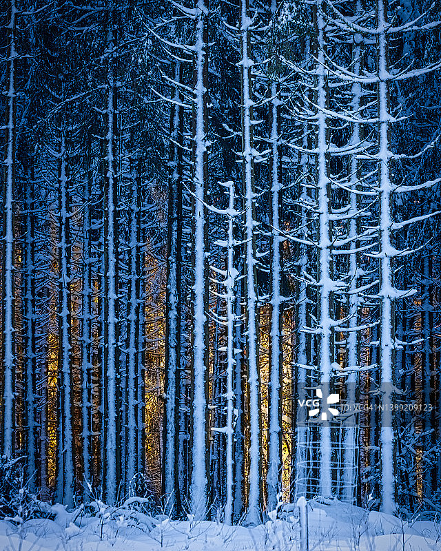 阳光穿过白雪覆盖的松树图片素材
