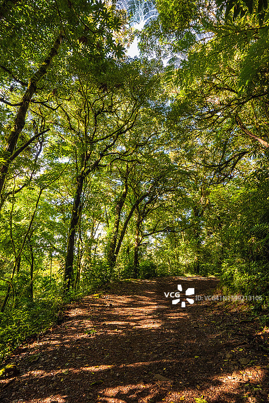 哥斯达黎加蒙特维多云雾森林图片素材