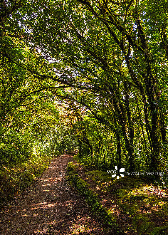 哥斯达黎加蒙特维多云雾森林图片素材