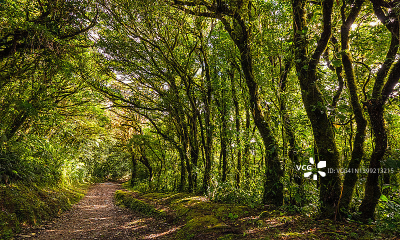 哥斯达黎加蒙特维多云雾森林图片素材