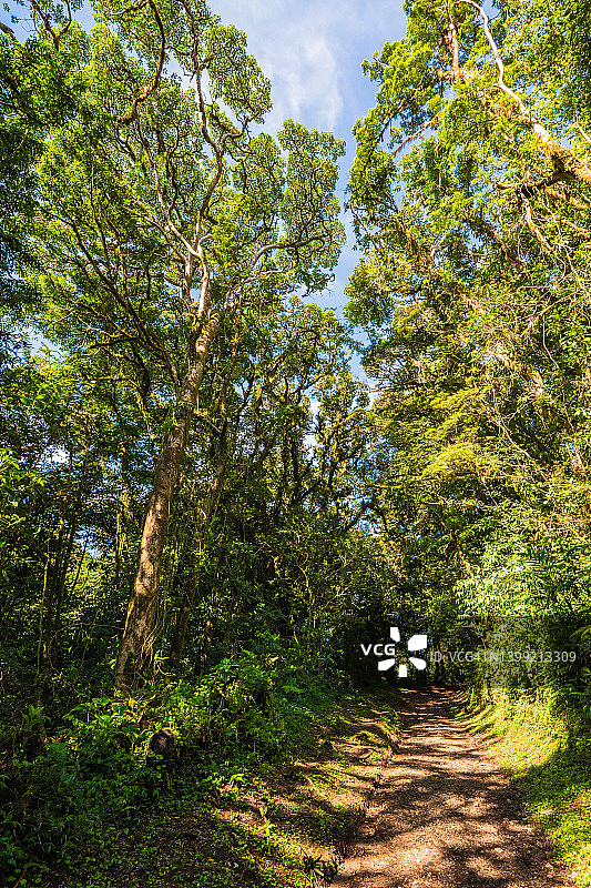 哥斯达黎加蒙特维多云雾森林图片素材