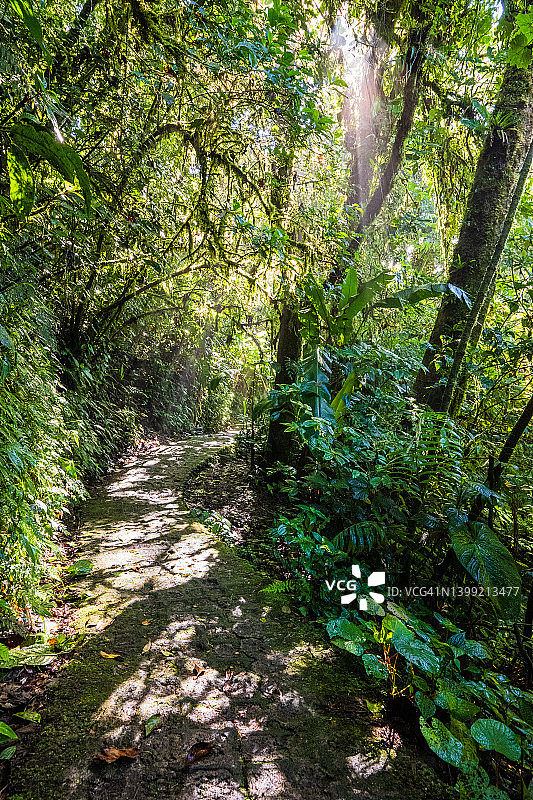 哥斯达黎加蒙特维多Selvatura公园的茂密云雾森林小路图片素材