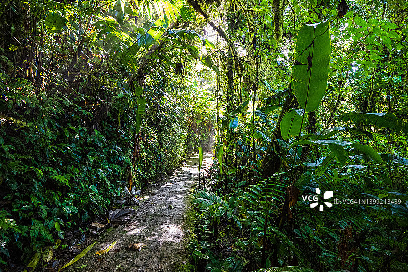 哥斯达黎加蒙特维多Selvatura公园的茂密云雾森林小路图片素材