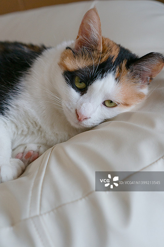 可爱的玳瑁猫看着镜头摆姿势拍照图片素材