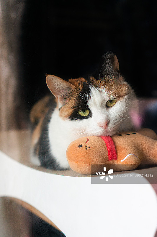 可爱的玳瑁猫看着镜头摆姿势拍照图片素材