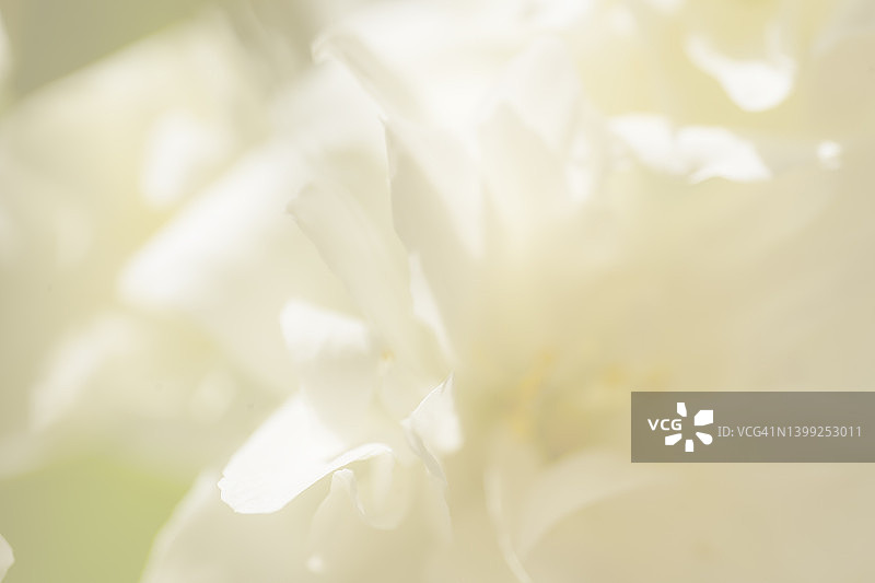 阳光下的白色茉莉花和绿叶图片素材