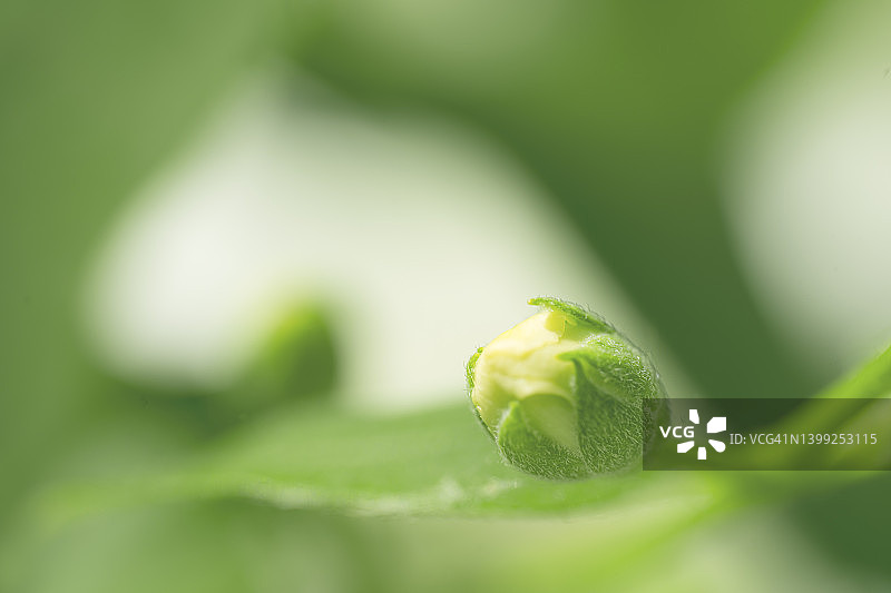 茉莉花蕾、绿叶和阳光图片素材