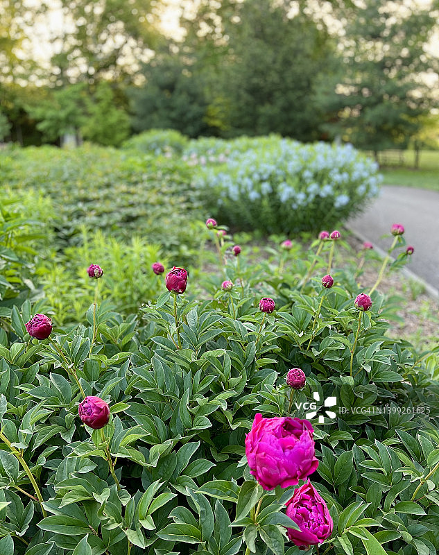 城市花园图片素材