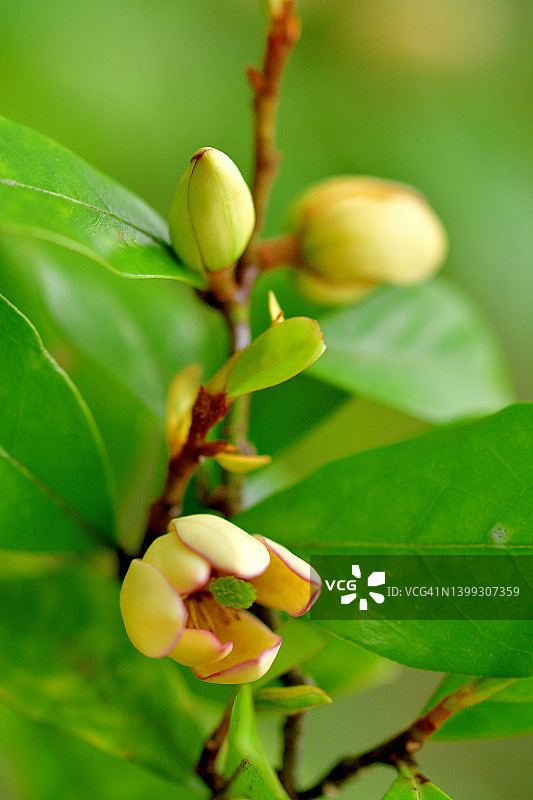 含笑花/香蕉灌木：花朵图片素材