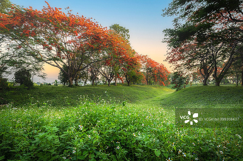 泰国清迈的夏季凤凰木图片素材