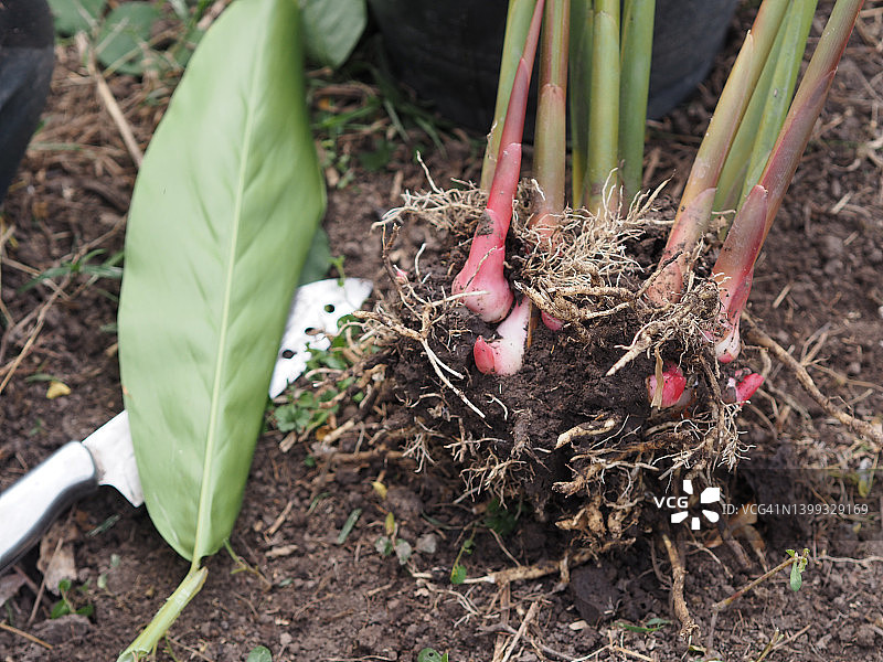 红姜花图片素材
