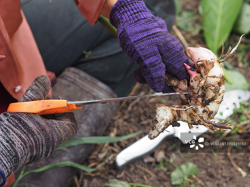 手持刀切红姜花图片素材