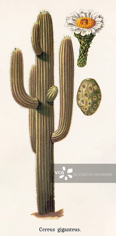 巨人柱旧彩色石印植物插图图片素材