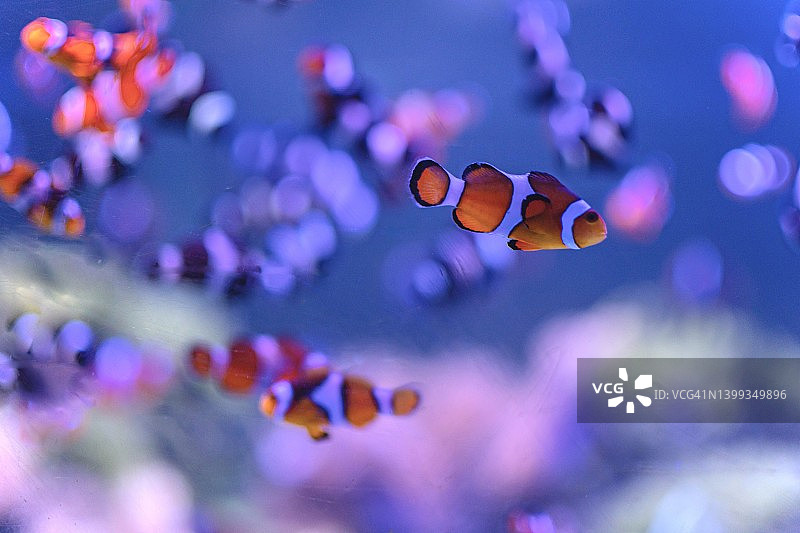 泰国安达曼海的鱼和珊瑚特写图片素材