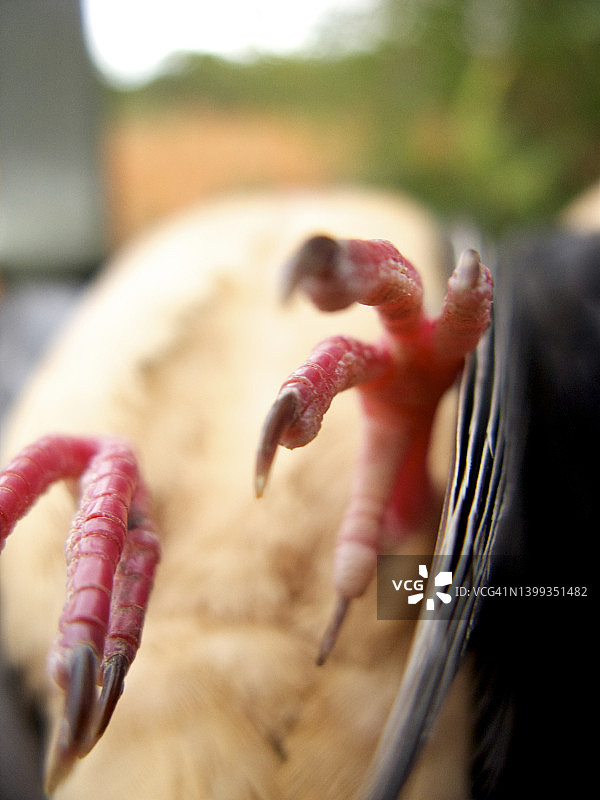 佐治亚州的猎鸽活动图片素材