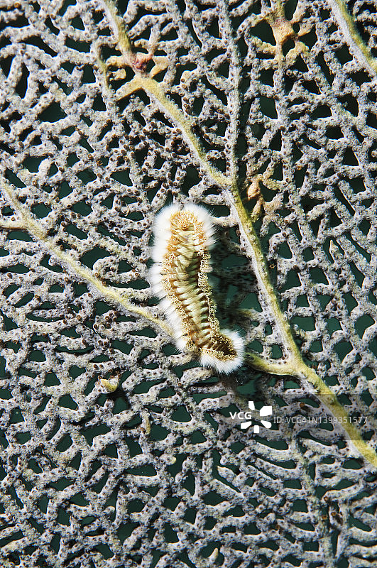多毛虫特写，圣卢西亚图片素材