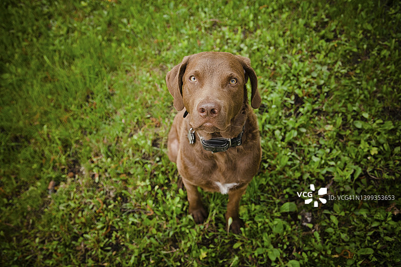 海湾寻回犬图片素材