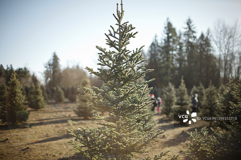 圣诞树图片素材