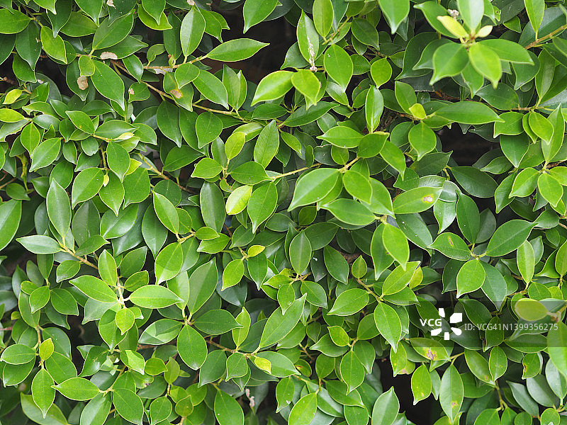 灌木树纹理自然背景上的小绿叶图片素材