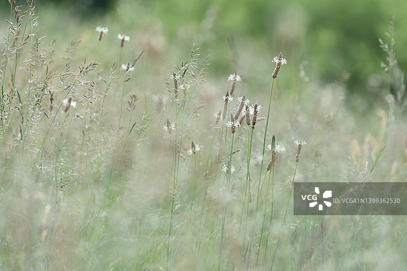 草地上的斯皮茨韦格里希图片素材