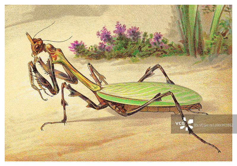 昆虫学古老彩石版画：螳螂图片素材