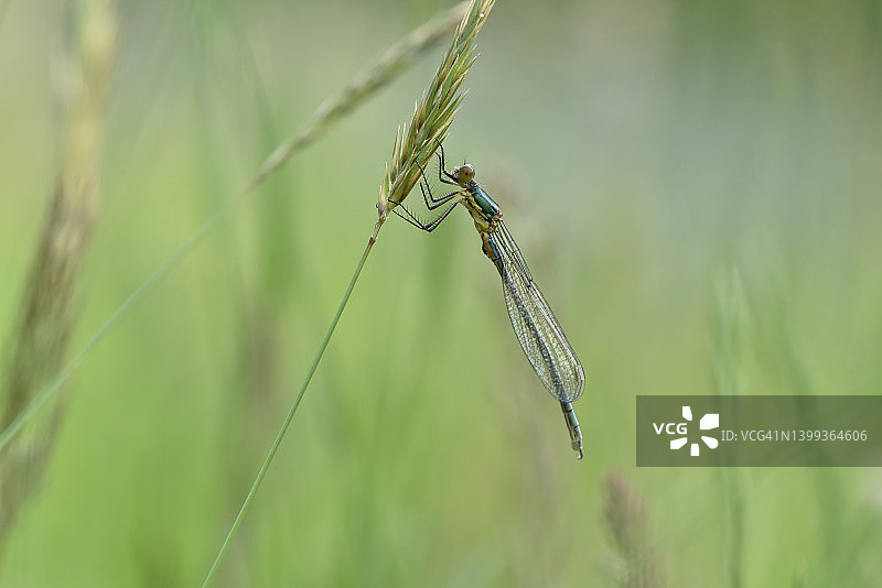 草地上的豆娘图片素材