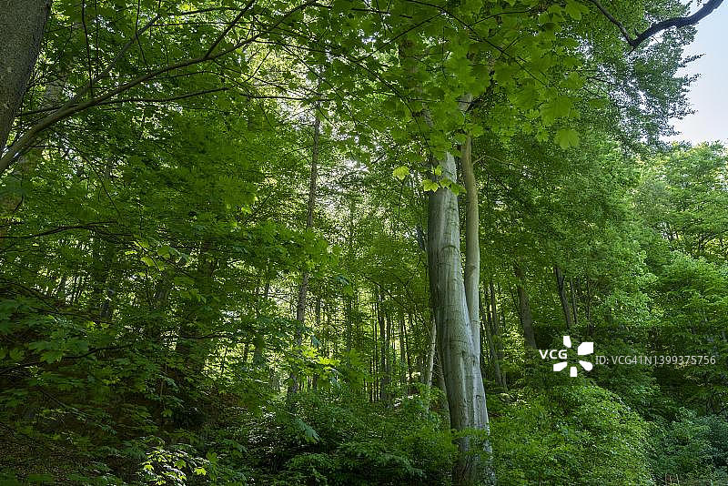 德国萨克森-安哈尔特州韦尼格罗德的落叶林，有山毛榉和枫树图片素材