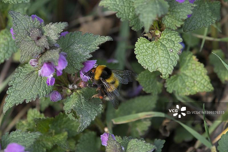 花园熊蜂在法国采蜜图片素材
