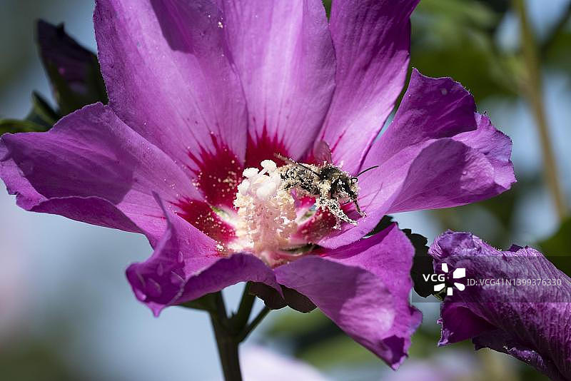 熊蜂在木槿花中采集花粉，索洛图恩州，瑞士图片素材