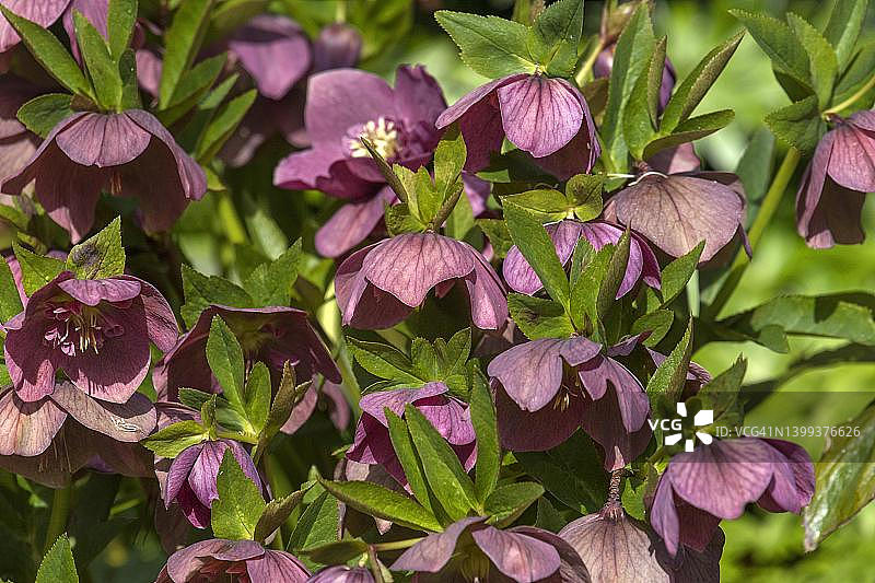 德国埃尔朗根植物园红花铁筷子图片素材