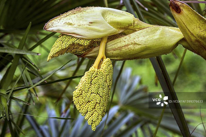 棕榈（棕榈），开花， 德国巴登-符腾堡州图片素材