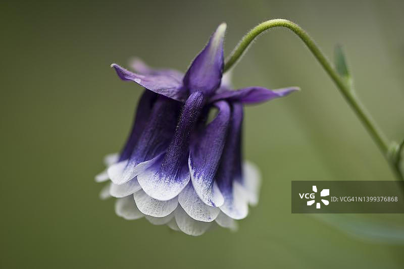 德国下萨克森州埃姆斯兰耧斗菜图片素材