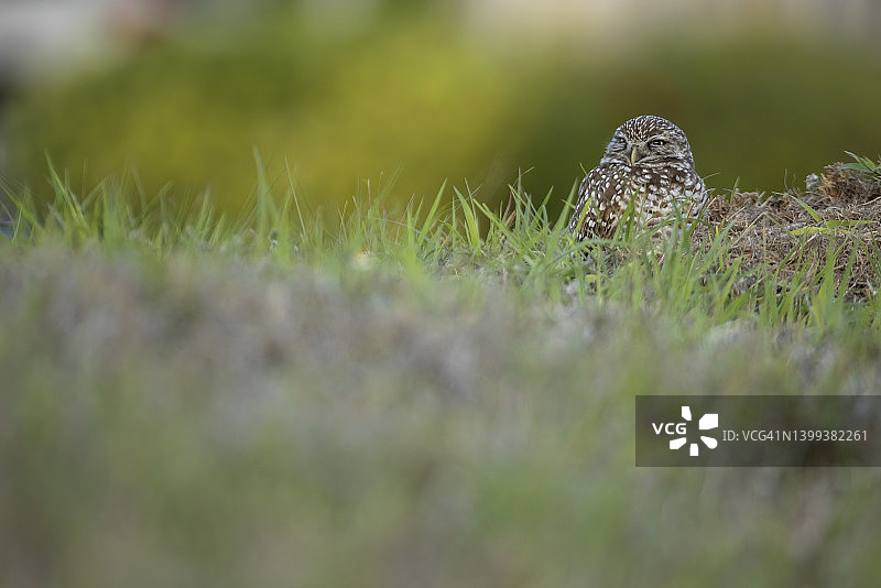 巢穴中的穴鸮图片素材