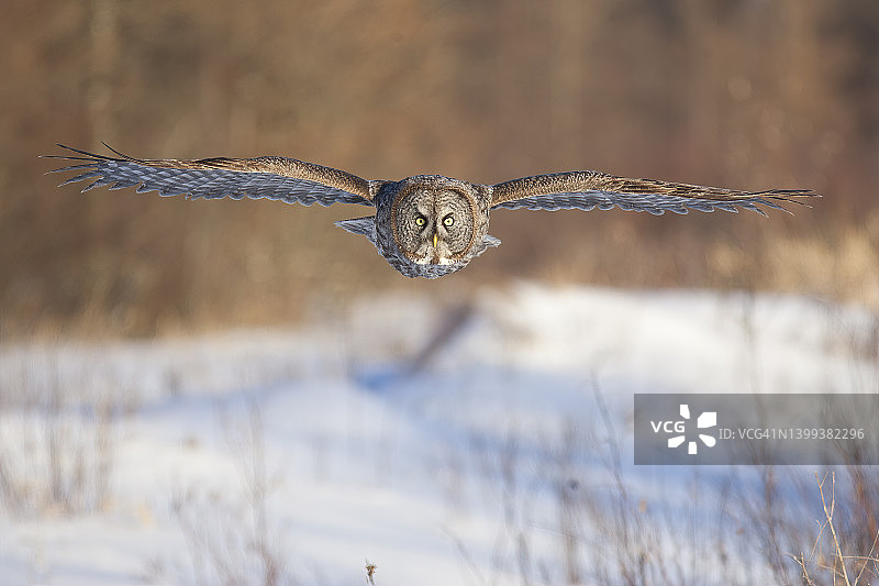 冬季飞行中的大灰猫头鹰图片素材