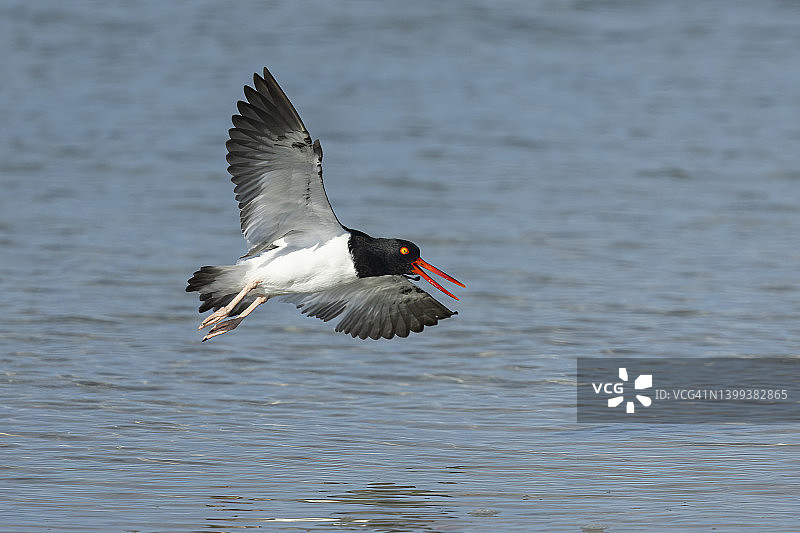 飞行中的美洲蛎鹬图片素材