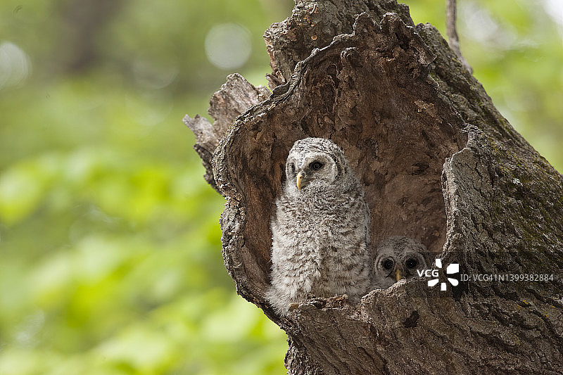 巢穴中的横斑林鸮幼鸟图片素材