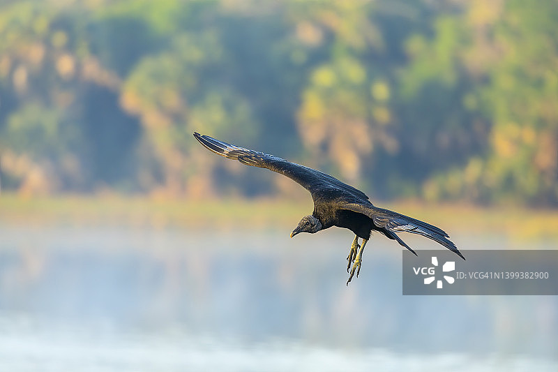 雾蒙蒙的早晨在水面上飞行的黑秃鹫图片素材