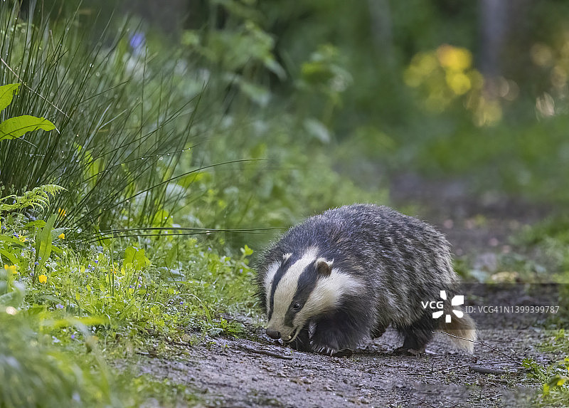 树林里的獾图片素材