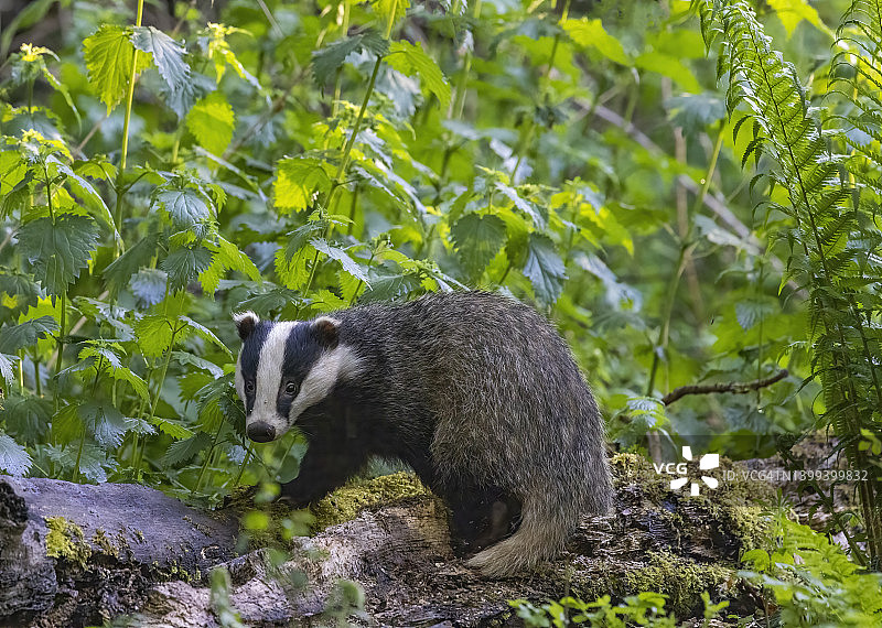树林里的獾图片素材