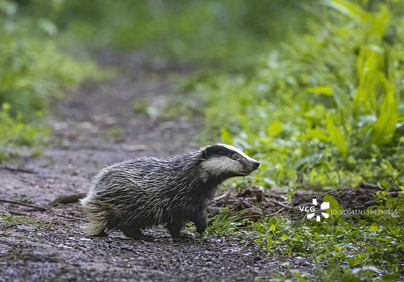 树林里的獾图片素材