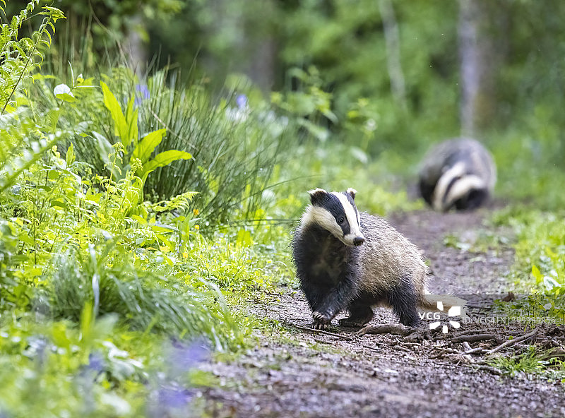 树林里的獾图片素材