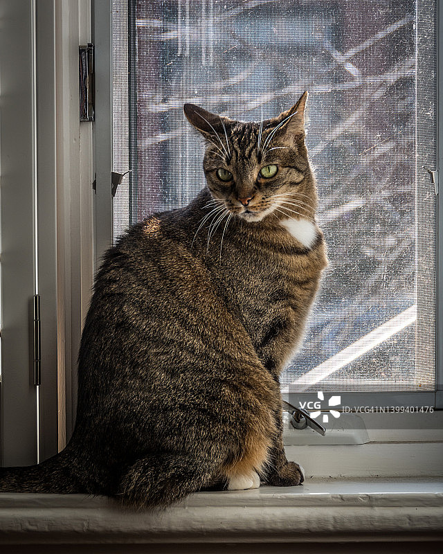 窗户上的猫图片素材