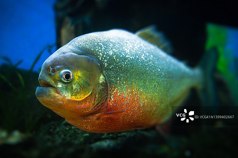 水虎鱼图片素材