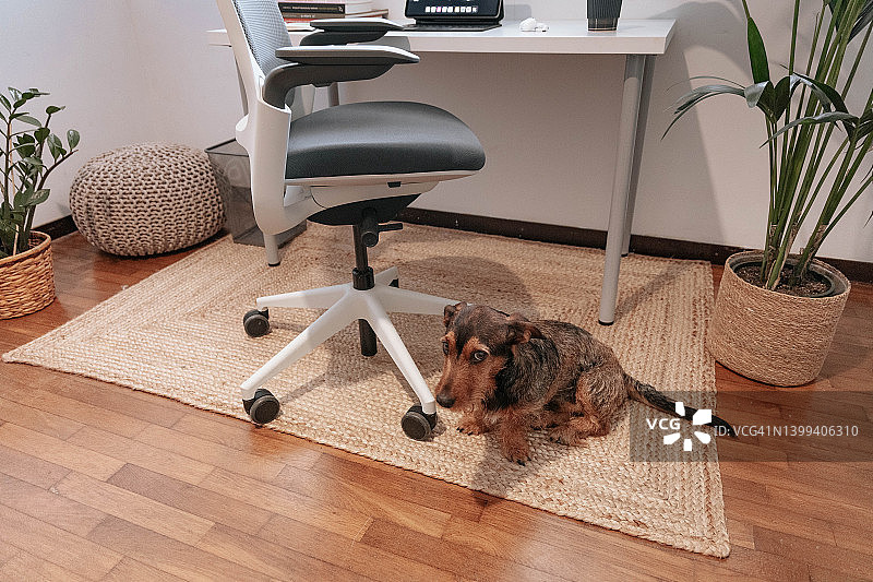 具有简约设计的家庭办公室、植物和腊肠犬，无压力提高工作效率图片素材