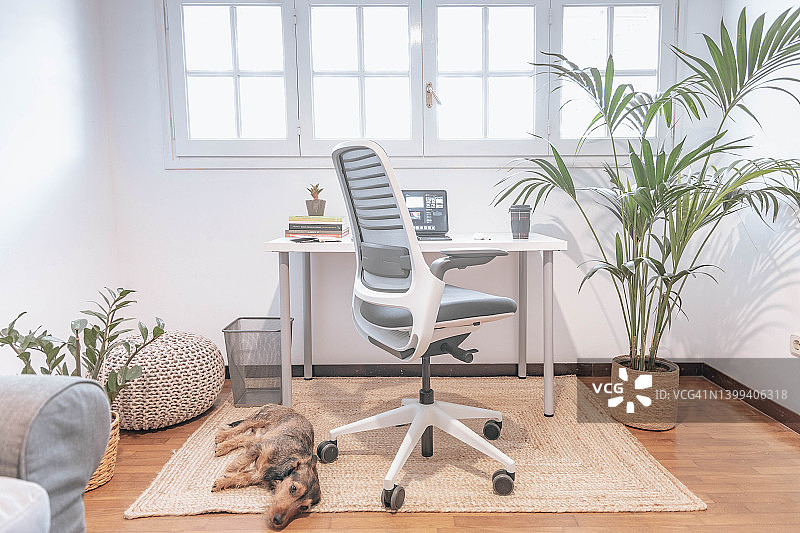 采用朴素设计的家庭办公室，有植物和腊肠犬。绿色空间。图片素材